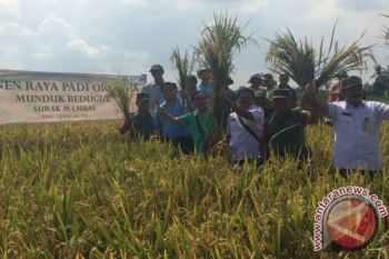 AQUA Mambal Panen Raya Padi Sehat Di Subak Mambal 