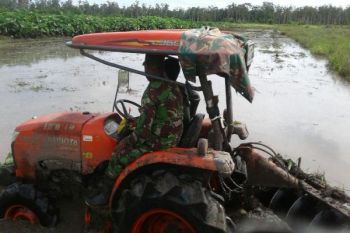 Babinsa Koramil Merauke dampingi petani membajak sawah