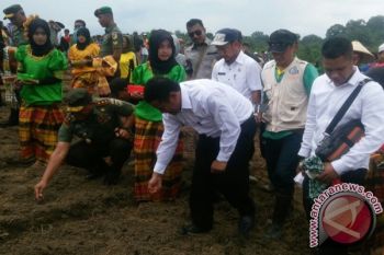 Mentan Tanam Perdana Jagung Hibrida Di Konawe Utara
