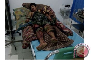 Waduh! Babi Hutan Serang Warga Bartim