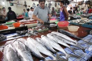 Industri Fillet Batang Kekurangan Bahan Baku Ikan