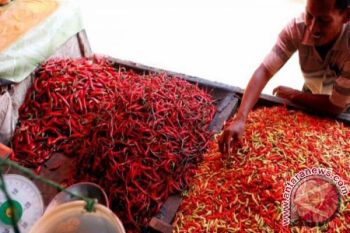 Harga Cabai di Kupang Masih Tetap Rp120.000/Kg