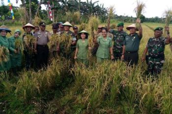 Danrem 172/PWY panen padi bersama warga Bonggo Sarmi 