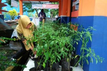 Bulog Banyumas Jual Tanaman Cabai Seharga Rp13.500/Batang