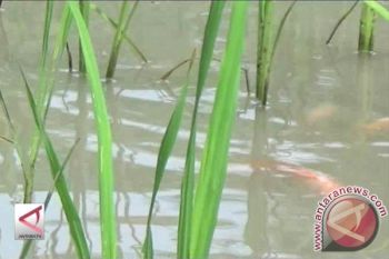 DKP Kulon Progo perluas area mina padi 