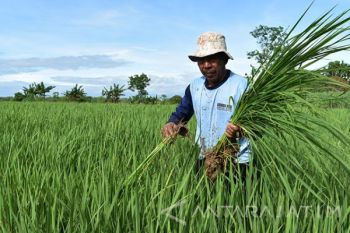 Rumput Pengganggu Tanaman Padi