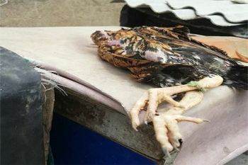 Dinkes: Pasien Flu Burung Dirawat di RSUDAM 