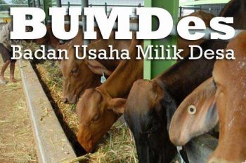 DPMK Biak Numfor dorong pembentukan BUMDes