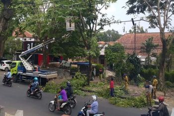 Demi Keamanan, Cabang dan Ranting Pohon Dipangkas