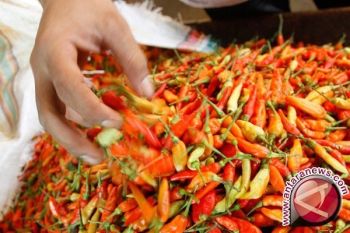 Melambung, Harga Cabai di Temanggung Capai Rp120.000/Kg