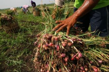 Semua Petani di Kudus Bakal Dapat Kartu Tani