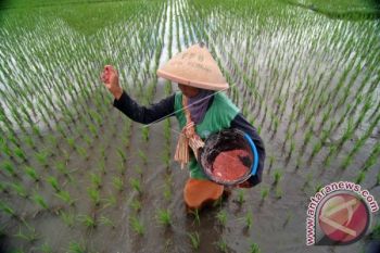 Petani Kupang Belum Terima Pupuk Bersubsidi 