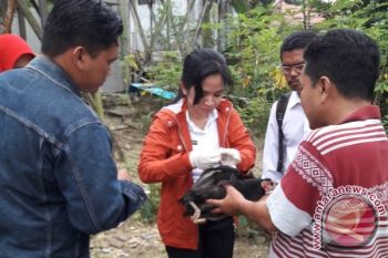 Astaga!! Puluhan Ayam Di Muara Teweh Mati Mendadak, Kenapa Ya?