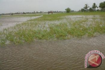 460 Haktare Sawah Tergenang Banjir 