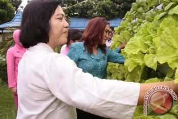 Tp-pkk Minta Masyarakat Bitung Manfaatkan Tanaman Hydroponic 