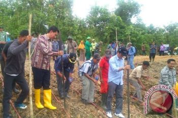 Barito Utara Ujicoba Kembangkan Jagung Dilahan Baru