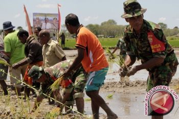 TNI Cetak 1.741 Hektare Sawah Baru 