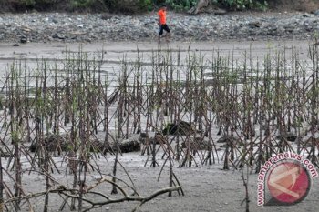 Tanaman Manggrove Terancam Mati