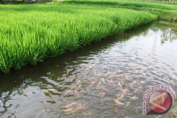 Optimalkan Lahan, Petani Didorong Kembangkan Minapadi