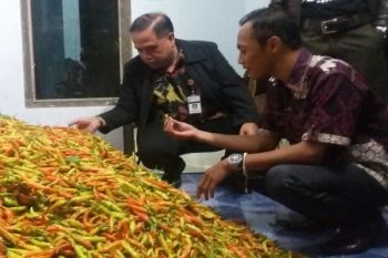 Petani Cabai Ambil Untung Tinggi