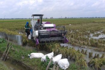 Premi Asuransi Tani di Kudus Bakal Digratiskan