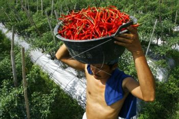 Petani Cabai Keluhkan Fluktuasi Harga