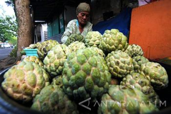 Produksi Buah Srikaya Turun