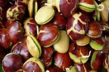 Harga jengkol di Lampung melambung