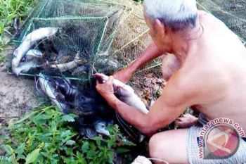 Kelompok budidaya ikan di Barsel dapat 92 ribu bibit ikan lokal