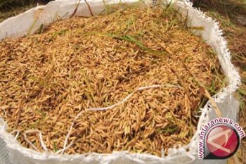 Konawe Selatan Bertekad Kawal Percepatan Swasembada Pangan 