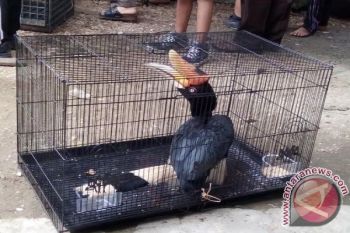 BKSDA Kalteng Sita Burung Enggang Dan Merak Dari Warga Buntok