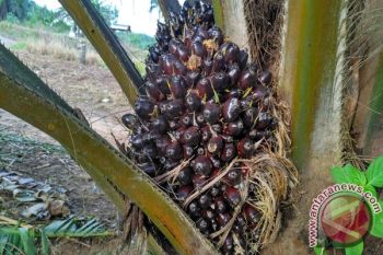 Harga Sawit di Mesuji Lampung Naik 