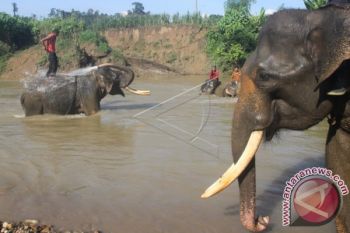Tiga rumah rusak akibat gajah masuk kampung