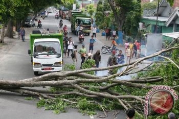 Hujan Deras Tumbangkan Belasan Pohon di Semarang