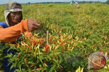 Temanggung Digelontori Rp10 Miliar untuk Pengembangan Hortikultura