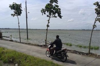 Terintrusi, 387 Hektare Sawah di Pekalongan Telantar