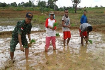 Dandim Boven Digoel perintahkan babinsa dampingi petani tanam padi