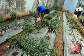 Petani OKU Sumsel panen cabai bertahap