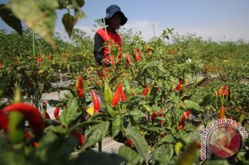 Petani Cabai Raih Untung Rp90.000/Kg