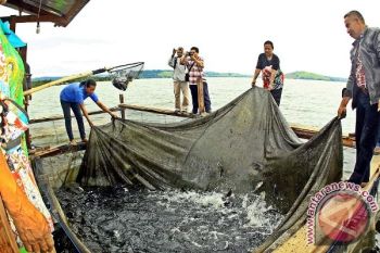 Warga Nendali panen perdana mujair bantuan Pertamina 