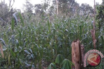 Dunia Usaha Dukung Produktivitas Petani Lewat Program Jagung di Kampar