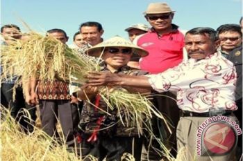 Penyuluh Fokus pada Komoditas Unggulan
