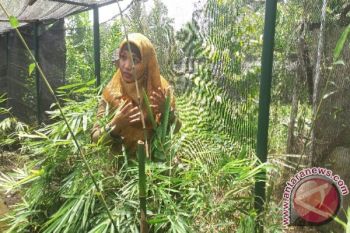 BBPP BPTH kembangkan bambu untuk sumber energi
