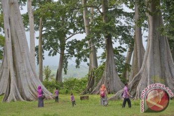 Wisata Pohon Langka