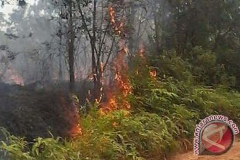 Waduh! Kebakaran Lahan di Wilayah Kotawaringin Timur Meluas