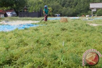 Pabrik Rumput Laut Segera Dibangun 