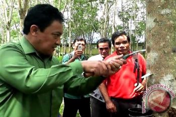 Harga Jual Karet Belum Mampu Berikan Kesejahteraan Para Petani, Kata Bupati Edy