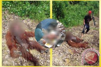 Terlalu! 1 Orangutan Dibantai Kemudian Dimasak
