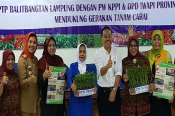Kaukus Perempuan Lampung Sukseskan Gerakan Tanam Cabai 