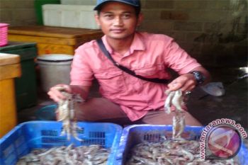 Petambak Udang Vannamei Lamtim Berharap Dukungan Pemda